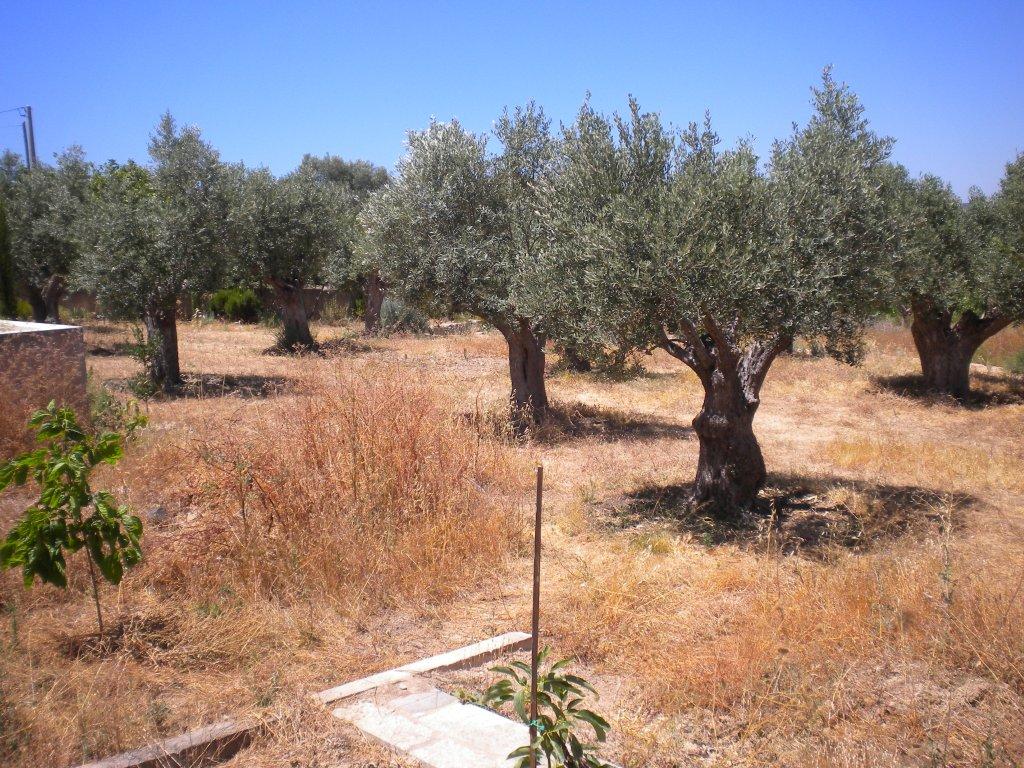 Arroteia Ende Juli 2013 006