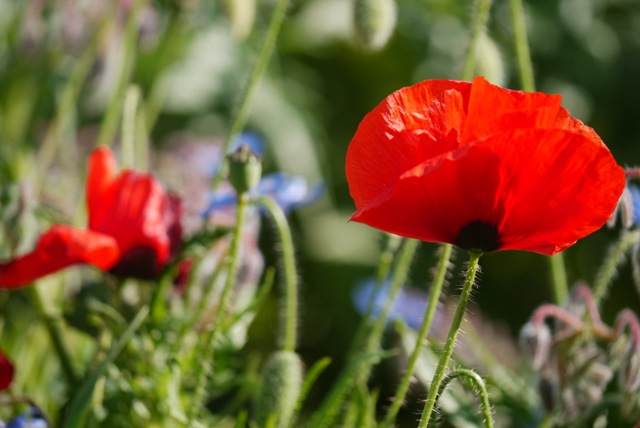 Mohn